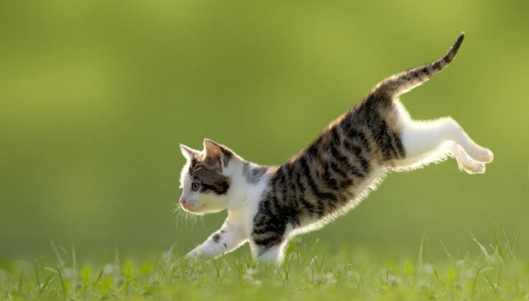 Έχετε αναρρωτηθεί γιατί οι γάτες προσγειώνονται πάντοτε στα πόδια τους;