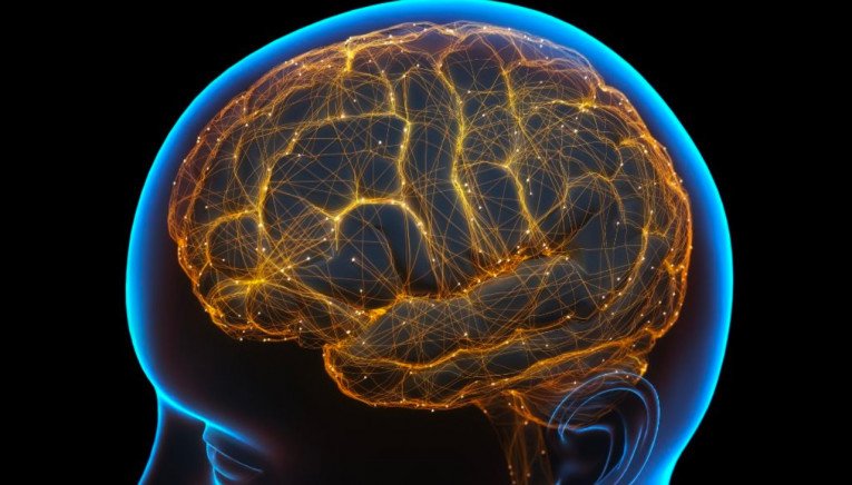 Επιστήμονες απαντούν στο ερώτημα αν μεγαλώνει ο όγκος του ανθρώπινου εγκεφάλου