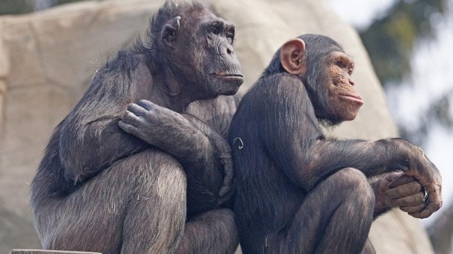Εξέταση ούρων αποκάλυψε πως χιμπατζήδες της Αφρικής καταναλώνουν αλκοόλ!
