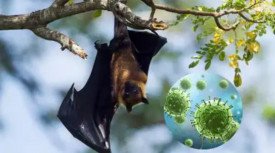 Νέα εστία του θανατηφόρου ιού Nipah προκαλεί παγκόσμια ανησυχία