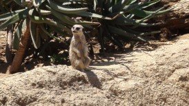 E3 2011, Los Angeles, Six Flags, Zoo, Grove