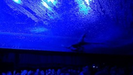 Fuerza Bruta παρουσίαση άποψη review, Fuerza Bruta παράσταση άποψη review Badminton
