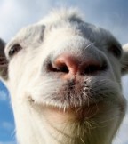Goat Simulator