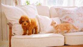 Nintendogs, Nintendogs & Cats, Cats, γάτες, review, παρουσίαση