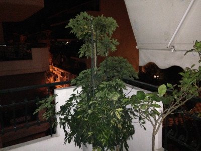 iPhone 5S Image 09