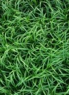 To In The Tall Grass είναι η επόμενη μεταφορά νουβέλας του Stephen King στο Netflix (ελληνικό trailer)