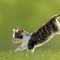 Έχετε αναρρωτηθεί γιατί οι γάτες προσγειώνονται πάντοτε στα πόδια τους;