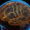 Επιστήμονες απαντούν στο ερώτημα αν μεγαλώνει ο όγκος του ανθρώπινου εγκεφάλου
