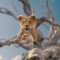 Επιστροφή στα Pridelands με το πρώτο trailer του Mufasa: The Lion King