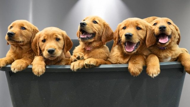 Κι όμως, το Alzheimer συναντάται πλέον αρκετά και στα σκυλιά!