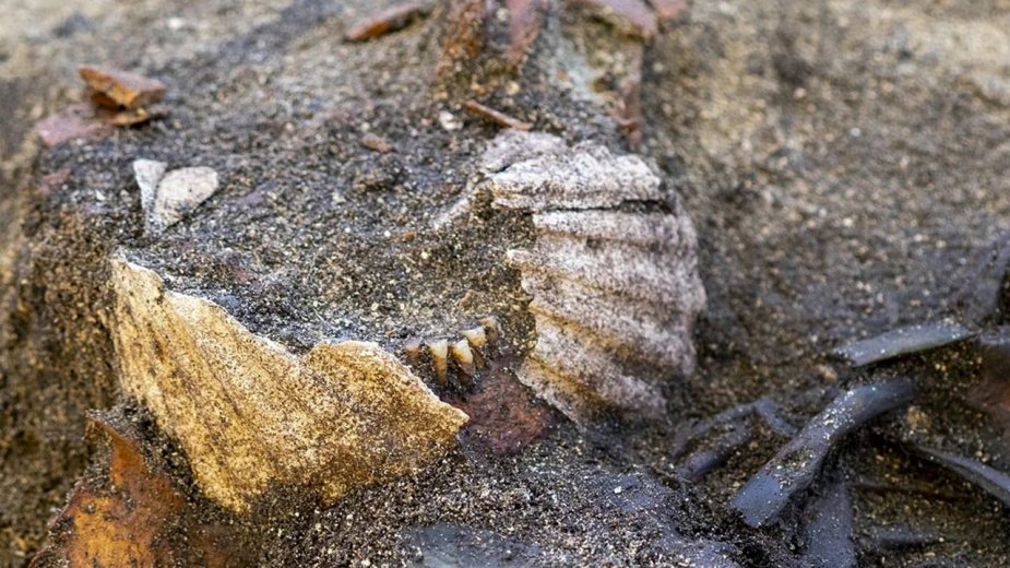 Τάφος από την εποχή των Βίκινγκ αποκαλύπτει κάτι μοναδικό που δεν είχαμε ξαναδεί