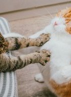 Έρευνα δείχνει ότι οι γάτες νιαουρίζουν πιο δυνατά στους άνδρες