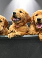 Μάλλον παρερμηνεύουμε τις αντιδράσεις των σκύλων