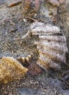 Τάφος από την εποχή των Βίκινγκ αποκαλύπτει κάτι μοναδικό που δεν είχαμε ξαναδεί