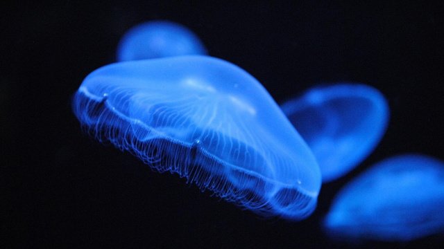 Κι όμως, οι μέδουσες κοιμούνται όπως οι άνθρωποι!