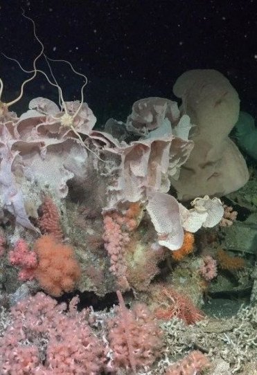 Επιστήμονες εντόπισαν κρυμμένο κοραλλιογενές οικοσύστημα με μέγεθος όσο το Βατικανό! (video)