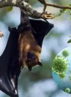 Νέα εστία του θανατηφόρου ιού Nipah προκαλεί παγκόσμια ανησυχία