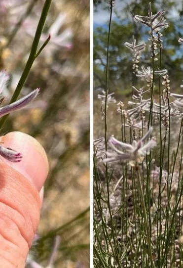 Φυτό που θεωρούταν εξαφανισμένο για μισό αιώνα, εντοπίστηκε σε μέρος που δεν φανταζόταν κανείς