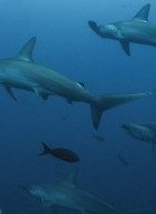 Καρχαρίες εντοπίστηκαν θετικοί σε κοκαΐνη και καφεΐνη στις Μπαχάμες!