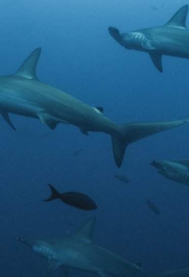 Καρχαρίες εντοπίστηκαν θετικοί σε κοκαΐνη και καφεΐνη στις Μπαχάμες!