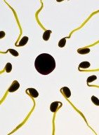 Έρευνα: Τα σπερματοζωάρια κολυμπούν ταχύτερα το καλοκαίρι