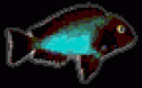 tropheus