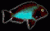 tropheus